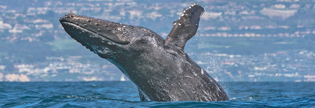 Whale Migration Season in Newport Beach.